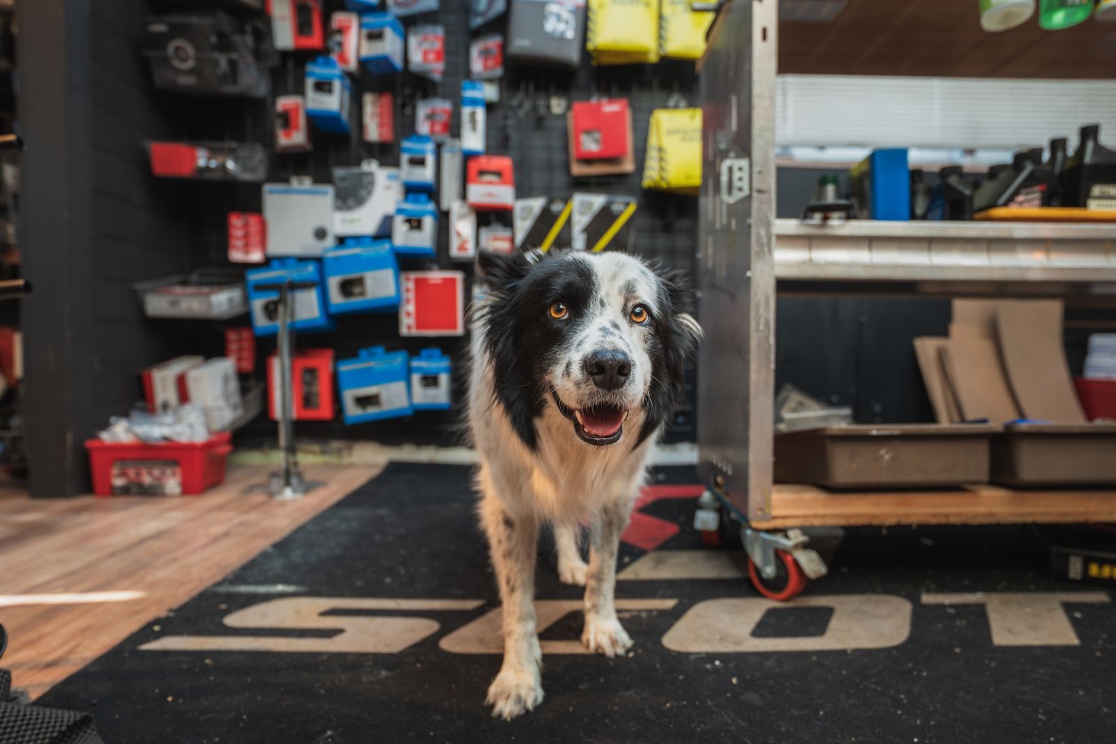 The shop dog standing on the shop floor
